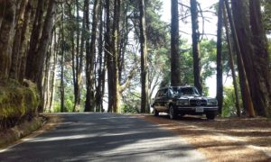 COSTA-RICA-PINE-FOREST.-MERCEDES-CLASSIC-LIMOUSINE-ADVENTURES5fc0de2df2b2f258.jpg