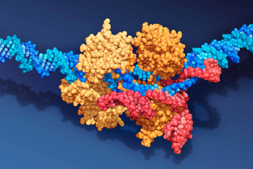 "BOC RNA is a sub-brand of BOC Sciences, which mainly focuses on RNA technology and its broad prospects in disease treatment.
We provide comprehensive RNA related products and services, including siRNA design, synthesis, analysis, coupling, and delivery and mRNA vaccines, covering all development processes of RNA drugs
We will make every effort to help simplify and accelerate your drug discovery and disease treatment research efforts."	Thiol-Modifier C6 S-S	https://rna.bocsci.com/product/thiol-modifier-c6-s-s-cas-148254-21-1-331291.html