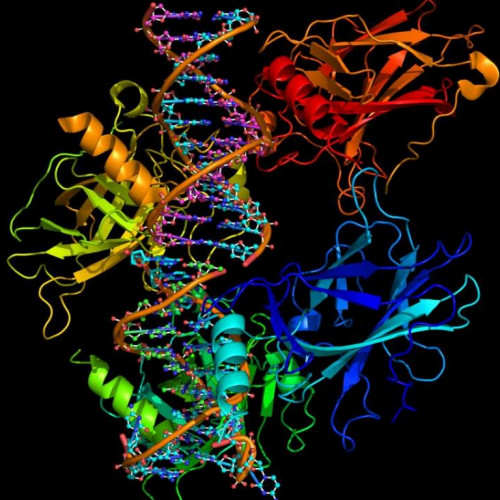 BOC Sciences offers a wide range of high quality research chemicals and biochemicals including amino acids, peptides and resins for laboratory and scientific use. We pay the most careful attention to the quality of our products. All products are manufactured with rigorous guidelines and are accompanied with certificates of analysis, HPLC, Mass Spectrum, and HMNR. BOC Sciences’ products have been cited by many top peer-reviewed journals such as Nature, Cell and Science.	Boc-L-Tyr Bzl OSu	https://aapep.bocsci.com/product/boc-o-benzyl-l-tyrosine-n-hydroxysuccinimide-cas-34805-19-1-90714.html