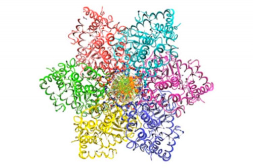 Our cutting-edge hybridoma development and phage display platforms allow the production of the most comprehensive list of recombinant antibody products and extensive service portfolio at the most competitive price. Our products range from antibody / peptide libraries, Biosimilar cell lines, Chimeric antigen receptor (CAR) products, antibody-drug conjugates (ADCs) to engineered antibodies such as therapeutic antibodies, single-domain antibodies, bispecific antibodies and intrabodies. We also provide professional custom antibody discovery and engineering services, featuring phage display library construction, antibody humanization, chimerization, engineered antibody production (Fab, scFc, tribody, bispecific antibody, SdAb, minibody, etc.), antibody labeling, hybridoma/stable cell line development, membrane protein production and cGMP-manufacturing which enable larger scale antibody production for development of animal-based assays and clinical trials.	OVAL Tetramer	https://www.creativebiolabs.net/symbolsearch_OVAL_62.htm